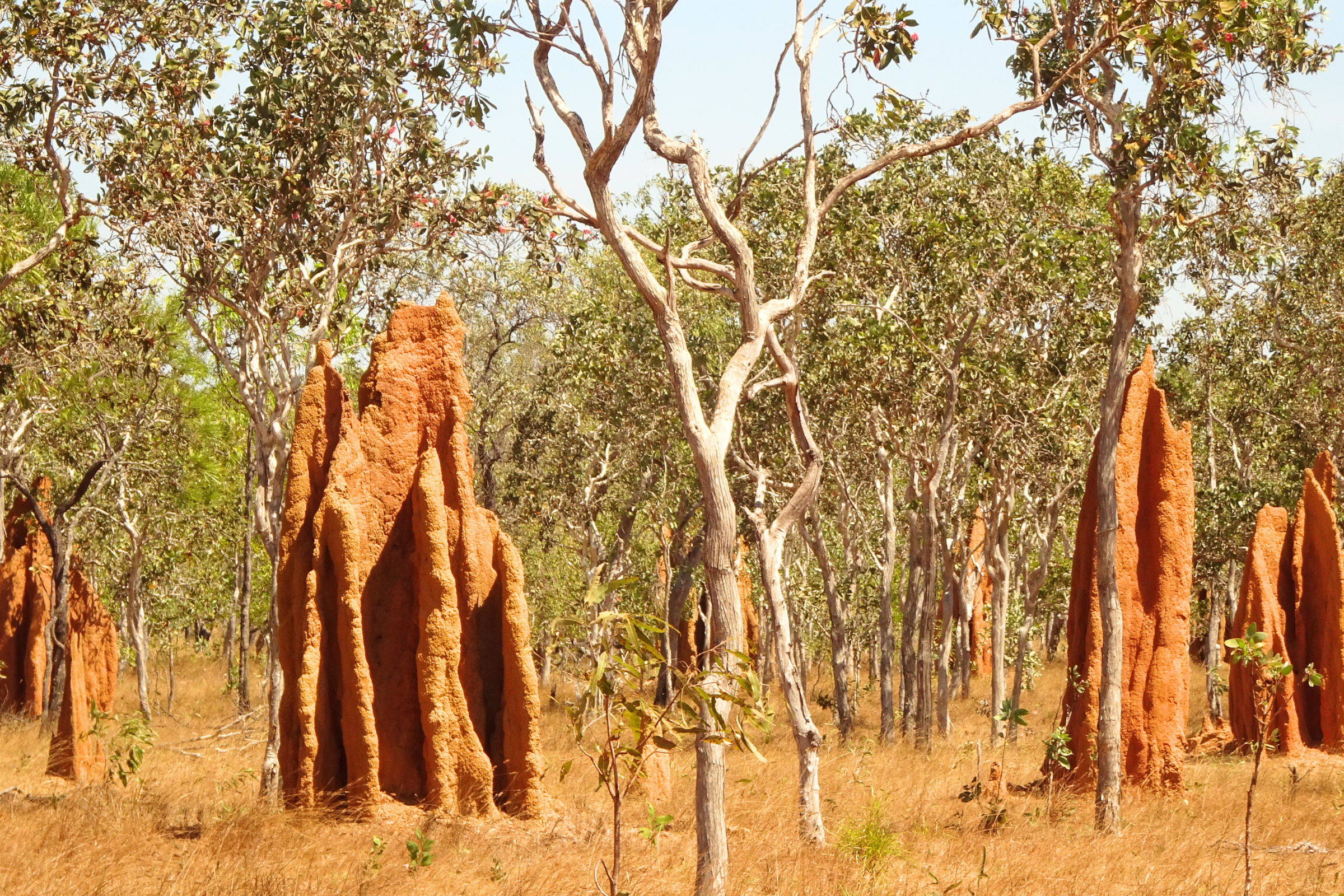 40_Bramwell,_Queensland[1].webp